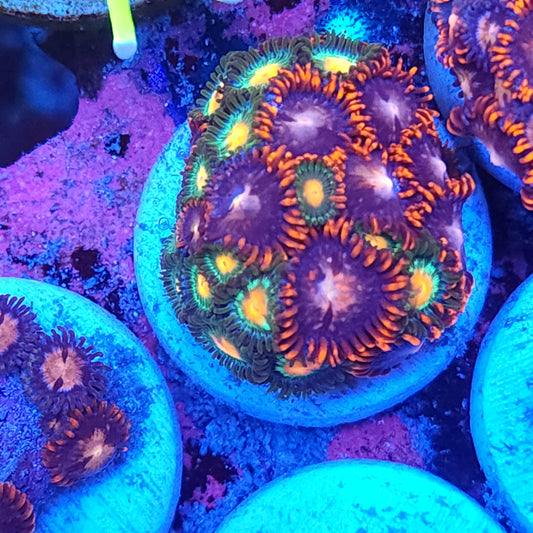 Ultra Mix Zoa Frag