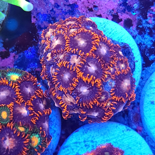 Red Horizon Zoas