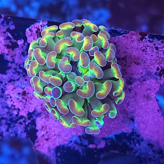 Rainbow Hologram Hammer