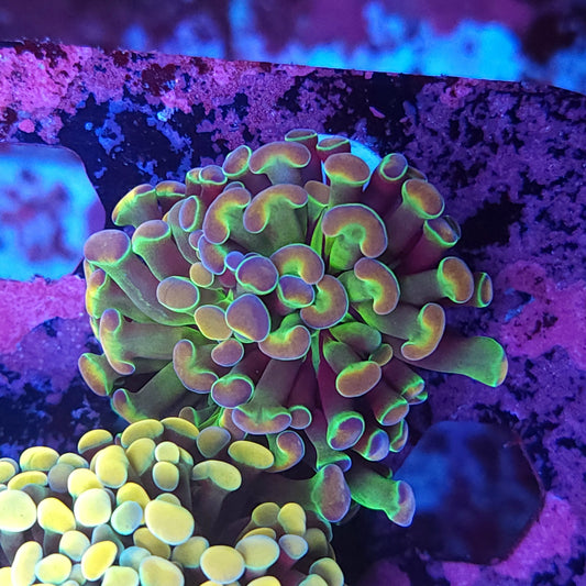 Rainbow Hologram Hammer