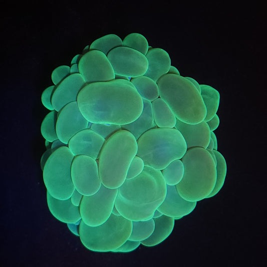 Neon Green Bubble Coral