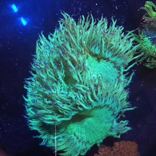 XL Bright Elegance (Video in pics)