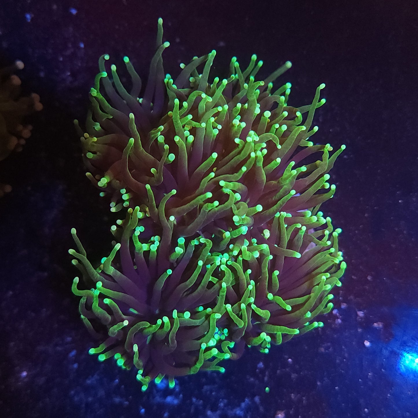 Grim Reaper Torch Colony (Video in pics)