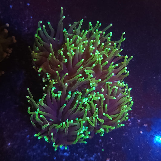 Grim Reaper Torch Colony (Video in pics)