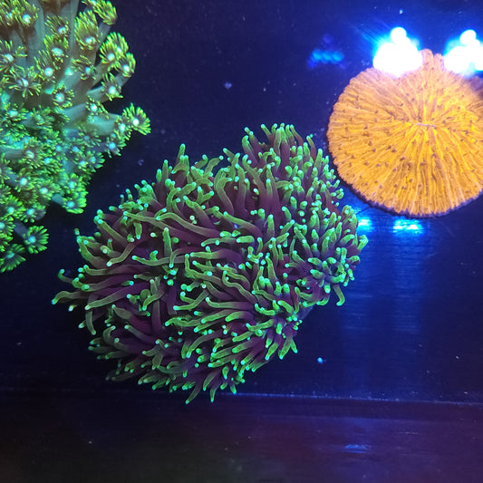 Grim Reaper Torch Colony (Video in pics)
