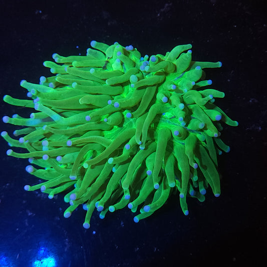Large Bright Heliofungia (Video in pics)