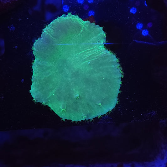 Green Cabbage Leather