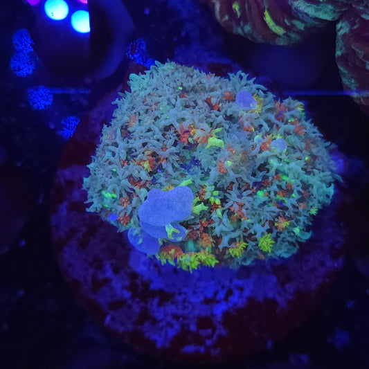 Rainbow Bounce Mushroom