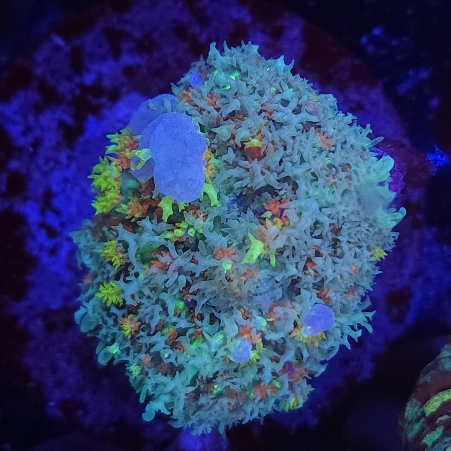 Rainbow Bounce Mushroom