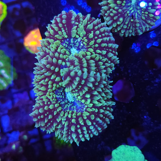 Green Galaxy Lobo