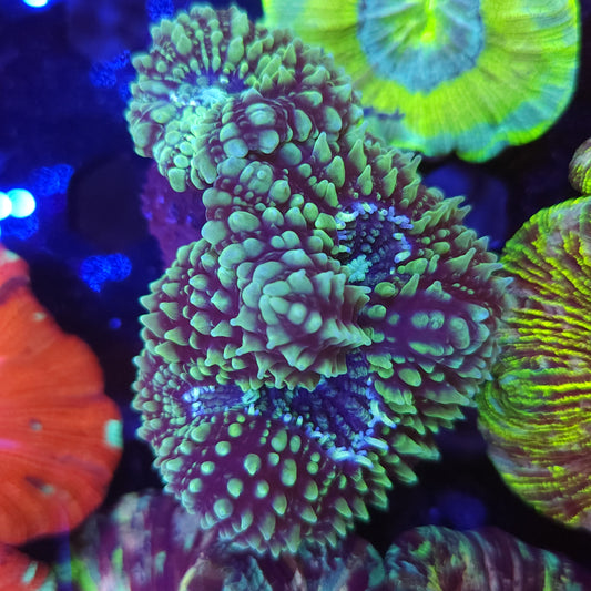 Green Galaxy Lobo
