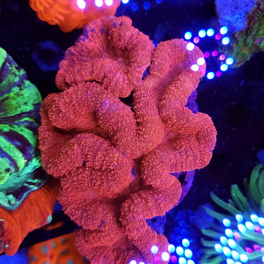 XXL Ultra Red Lobo Colony (Video in pics)
