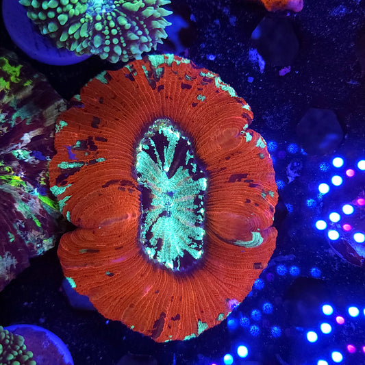 Red Splatter Wellso