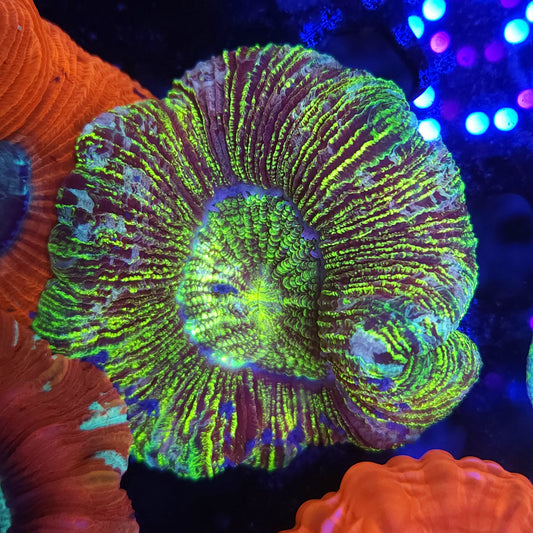 Toxic Striped Wellso