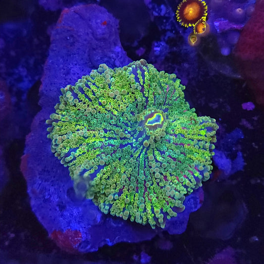 Large Ultra Yuma (Video in pics)