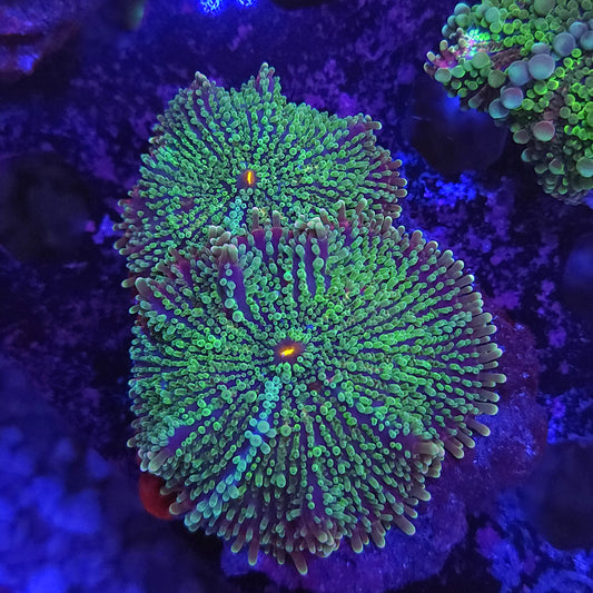 Frogskin Yuma Double (Video in pics)