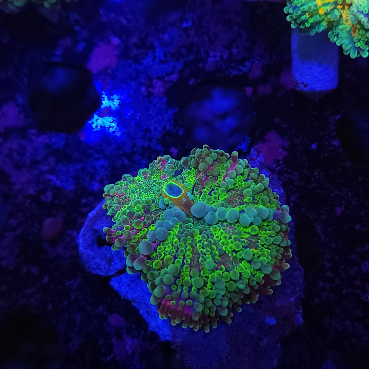 Ultra Yuma (Video in pics)