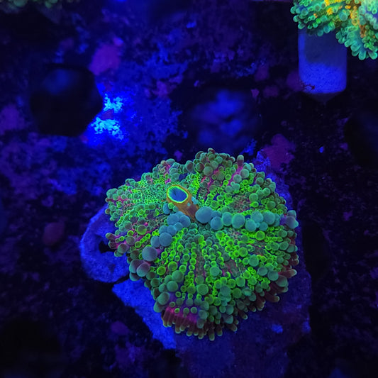 Ultra Yuma (Video in pics)
