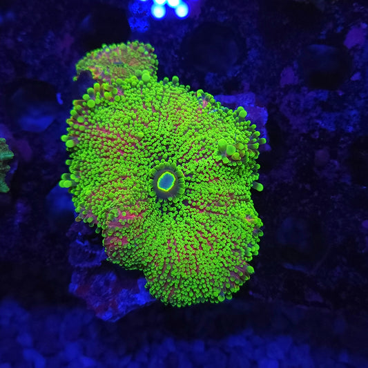 Crazy Bright Yellow Green Purple Yuma (Video in pics)