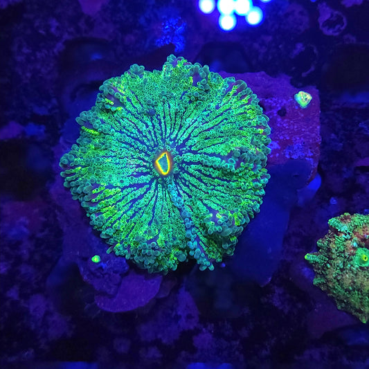 XL Ultra Yuma (Video in pics)