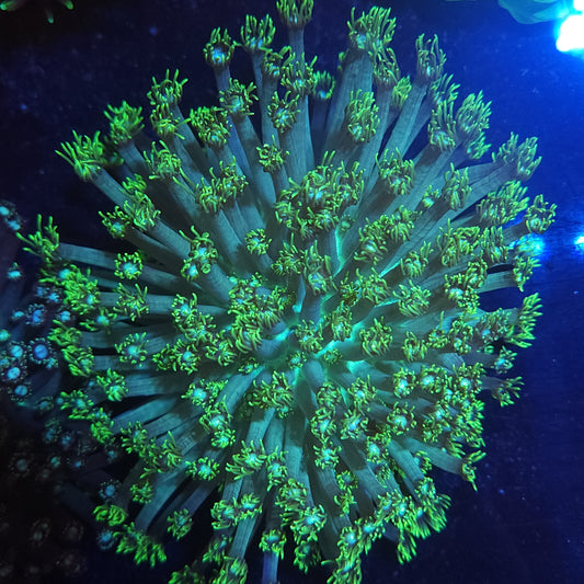 XXL Bright Green Goni Colony (Video in pics)
