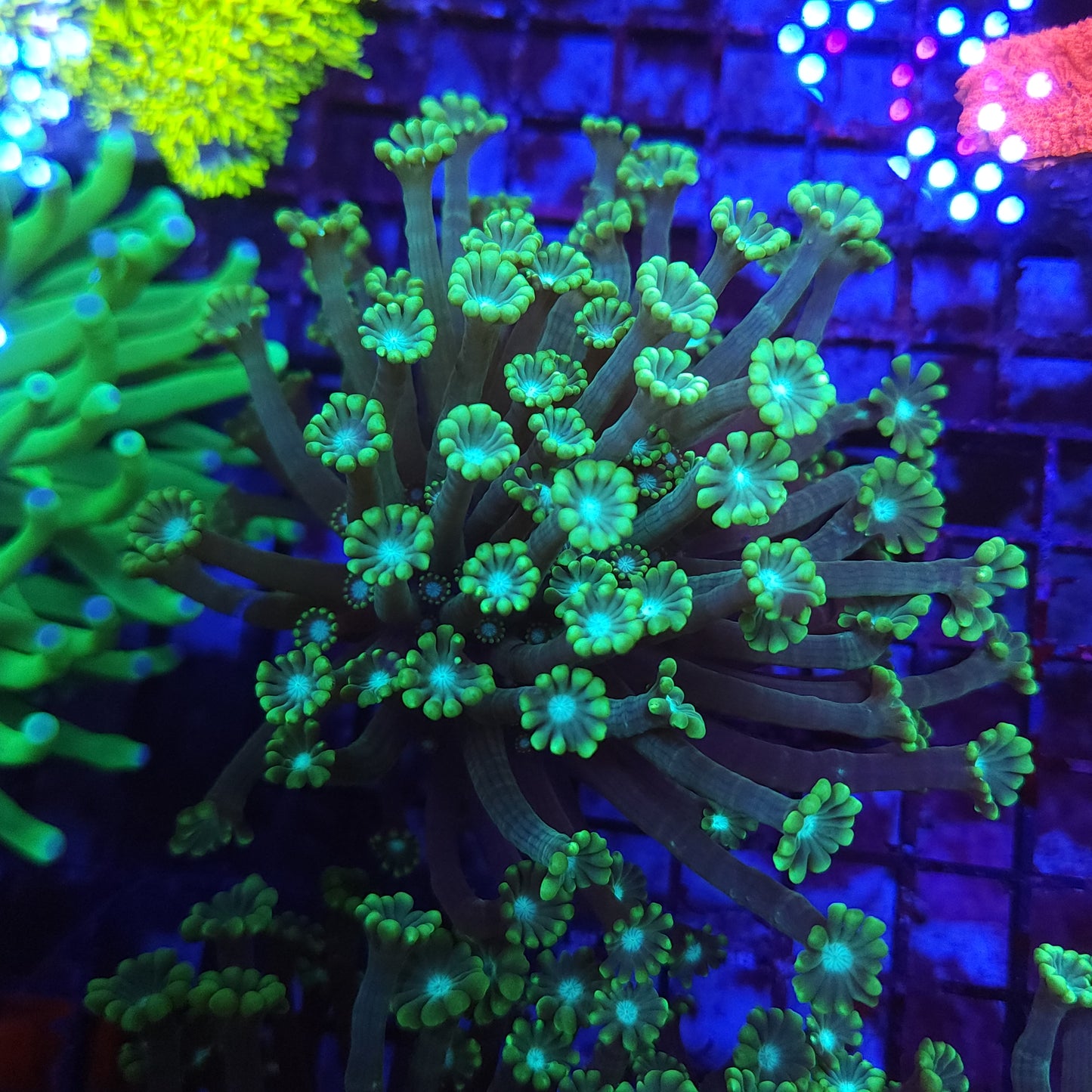 Branching Alveoopora Mini Colony