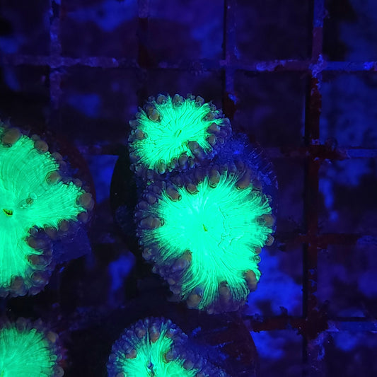 Toxic Hole Blasto Wellsi