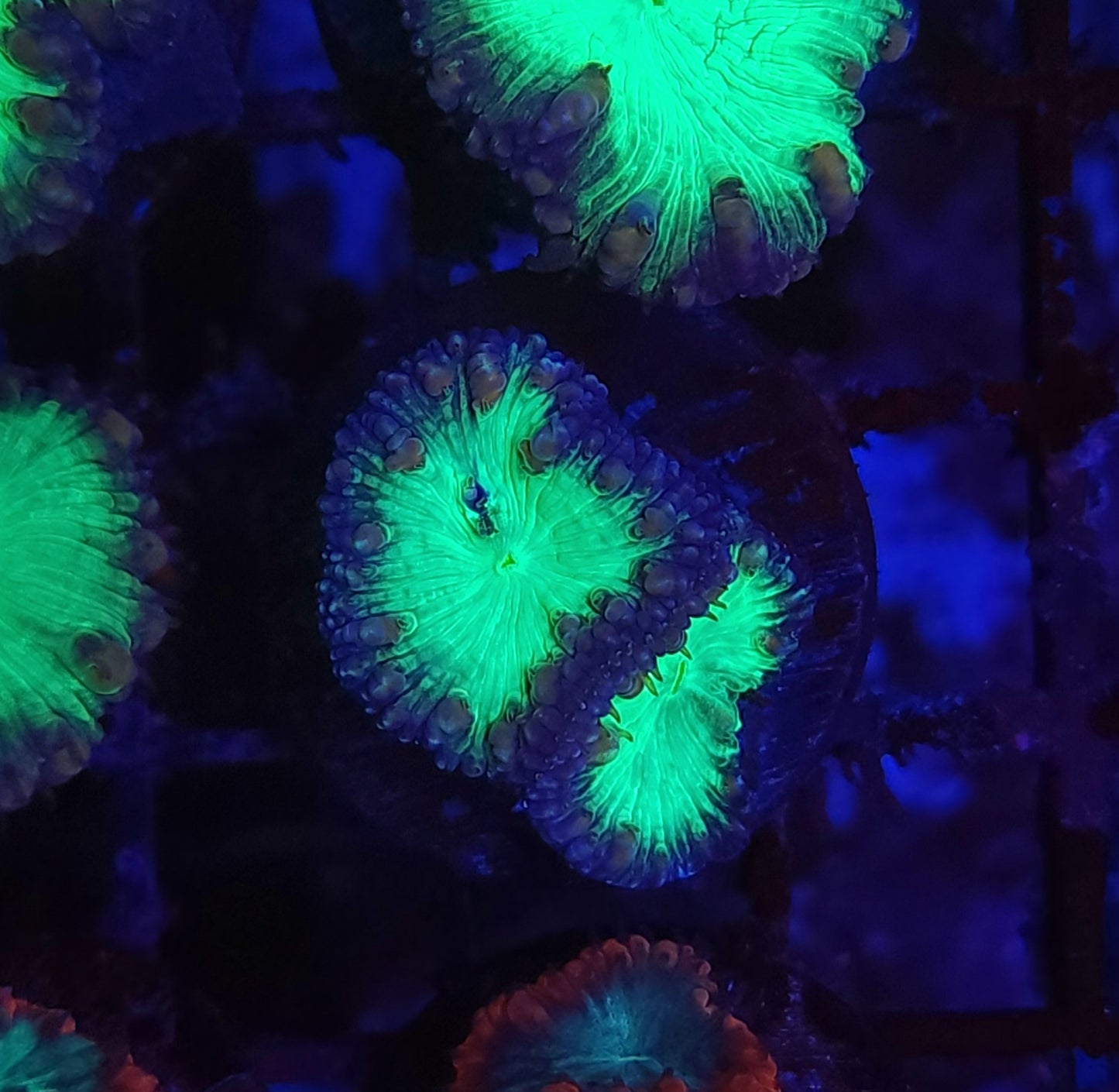 Toxic Hole Blasto Wellsi