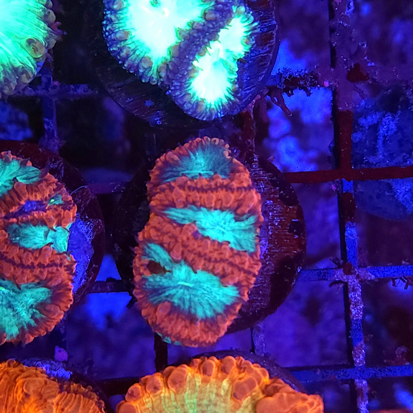 Red Rim Blasto Wellsi