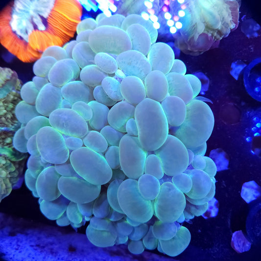 XL Green Bubble Coral (Video in pics)