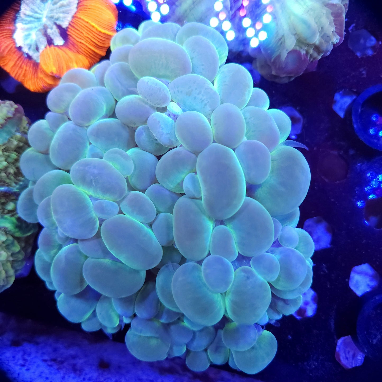 XL Green Bubble Coral (Video in pics)