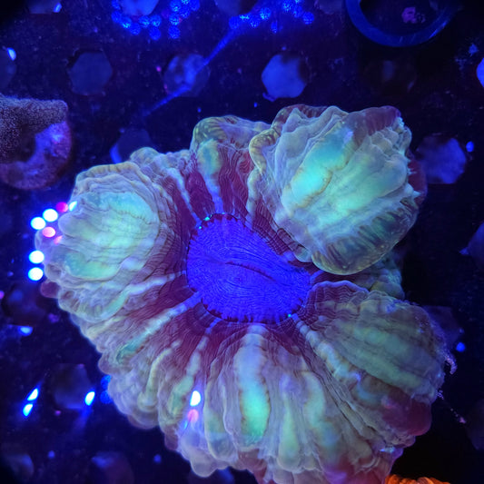 Large Indophyllia (Video in pics)