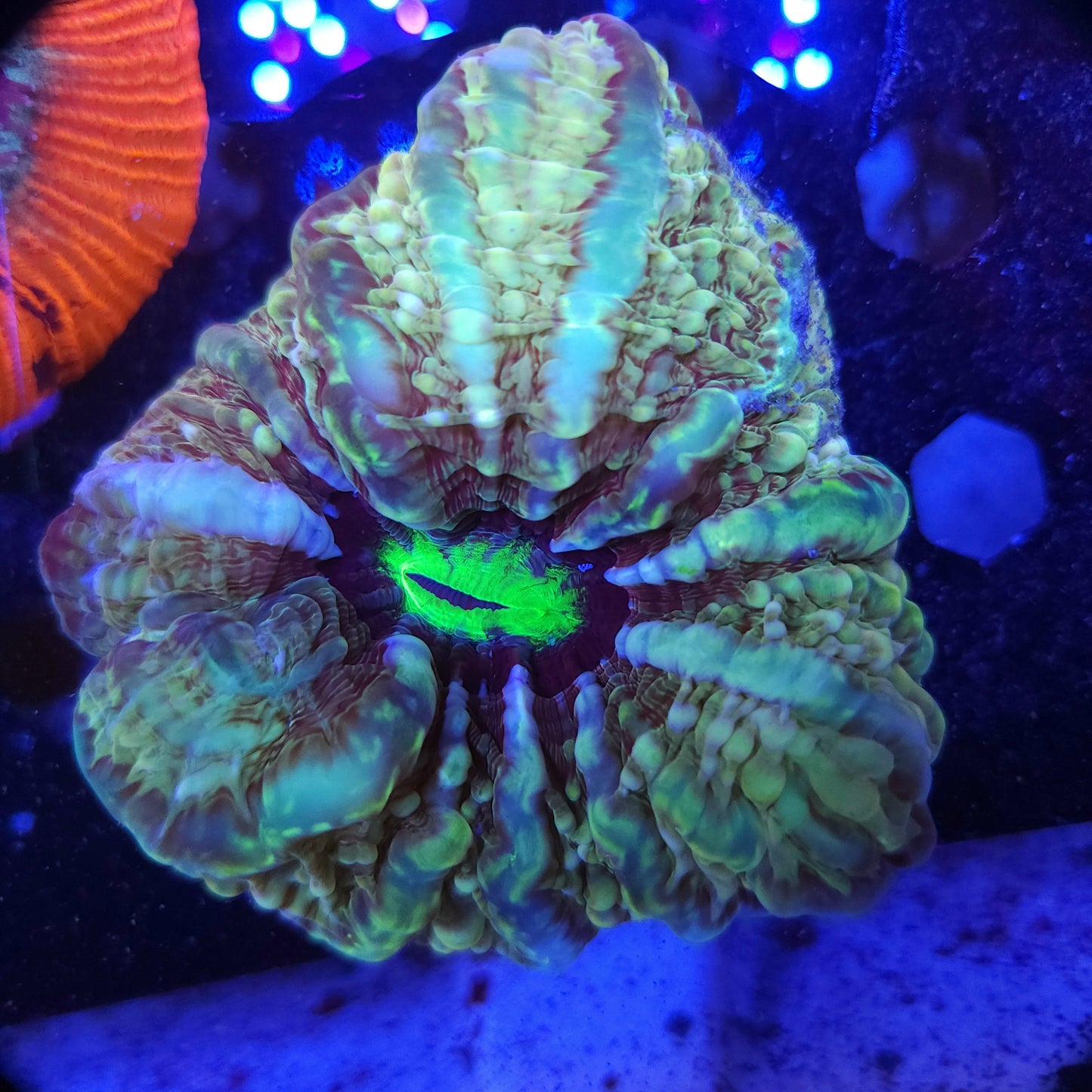 Multi Color Indophyllia