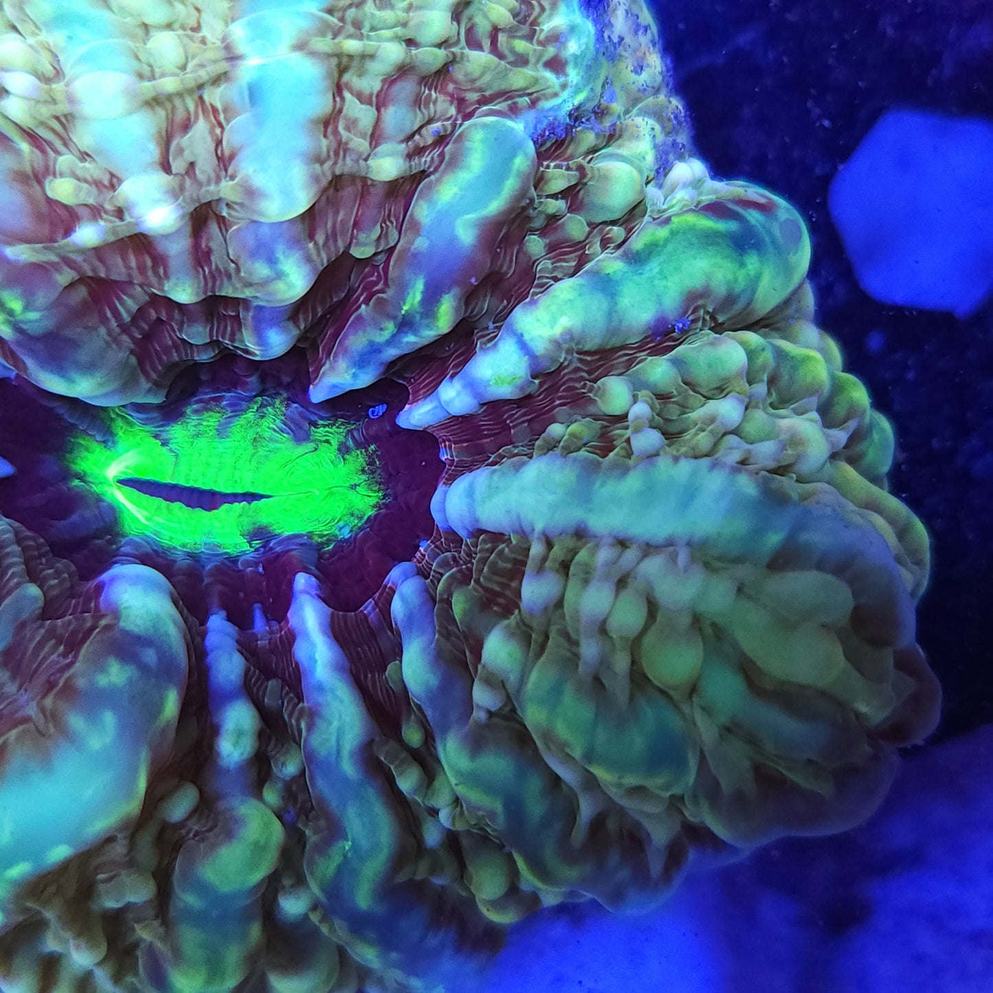 Multi Color Indophyllia