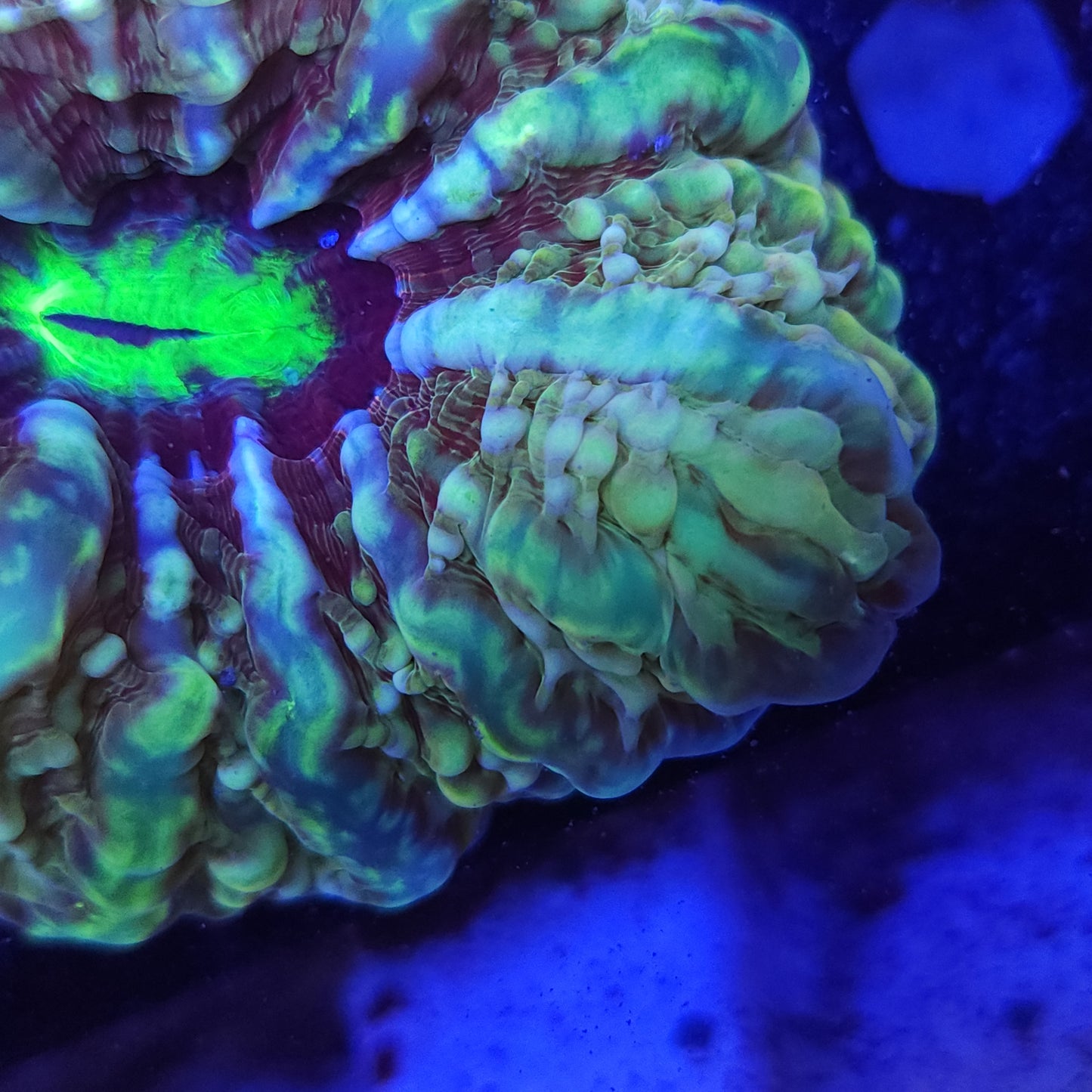 Multi Color Indophyllia