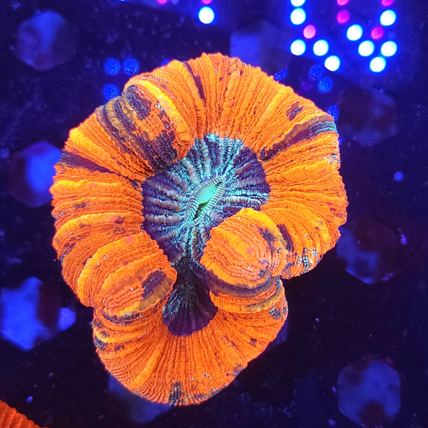 Red Multicolor Trachy