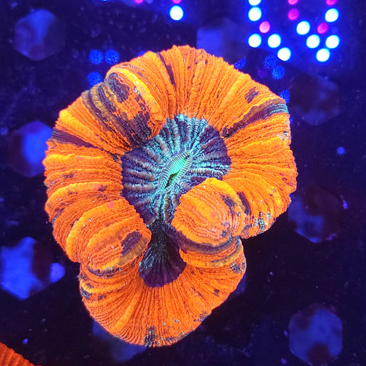 Red Multicolor Trachy