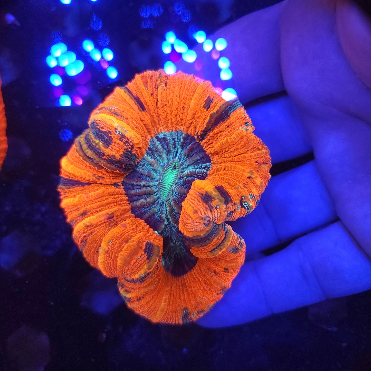 Red Multicolor Trachy