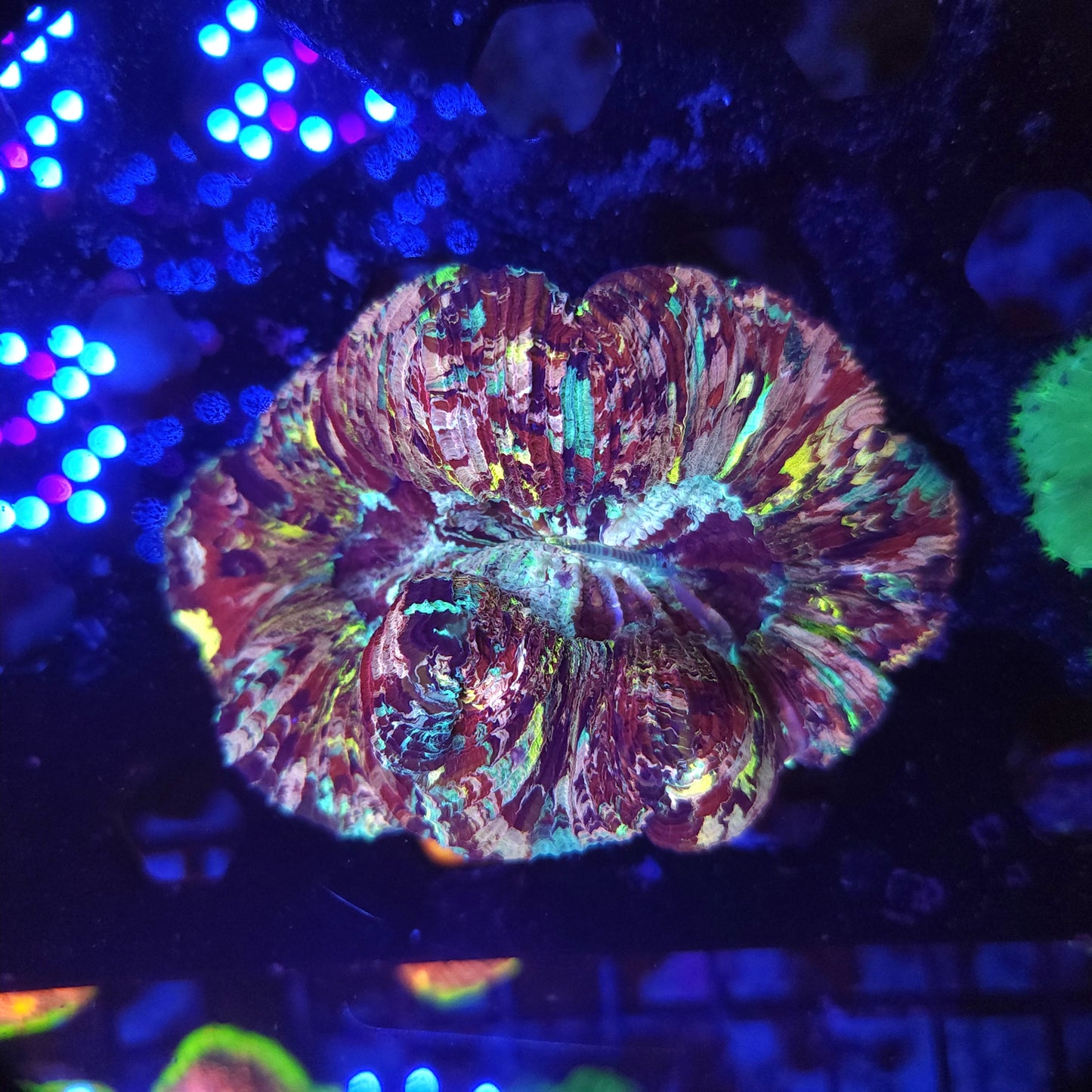 Crazy Rainbow Splatter Trachy