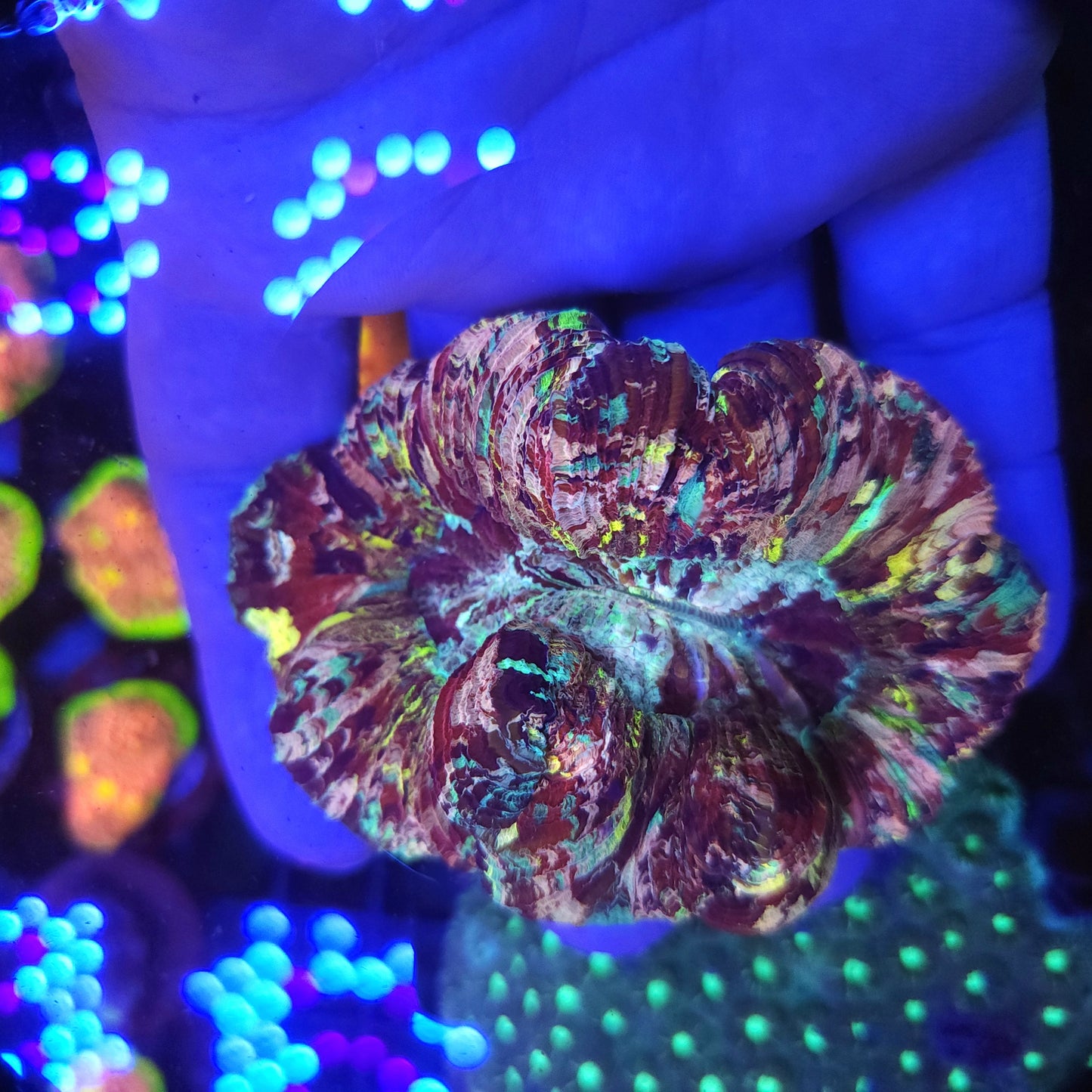 Crazy Rainbow Splatter Trachy