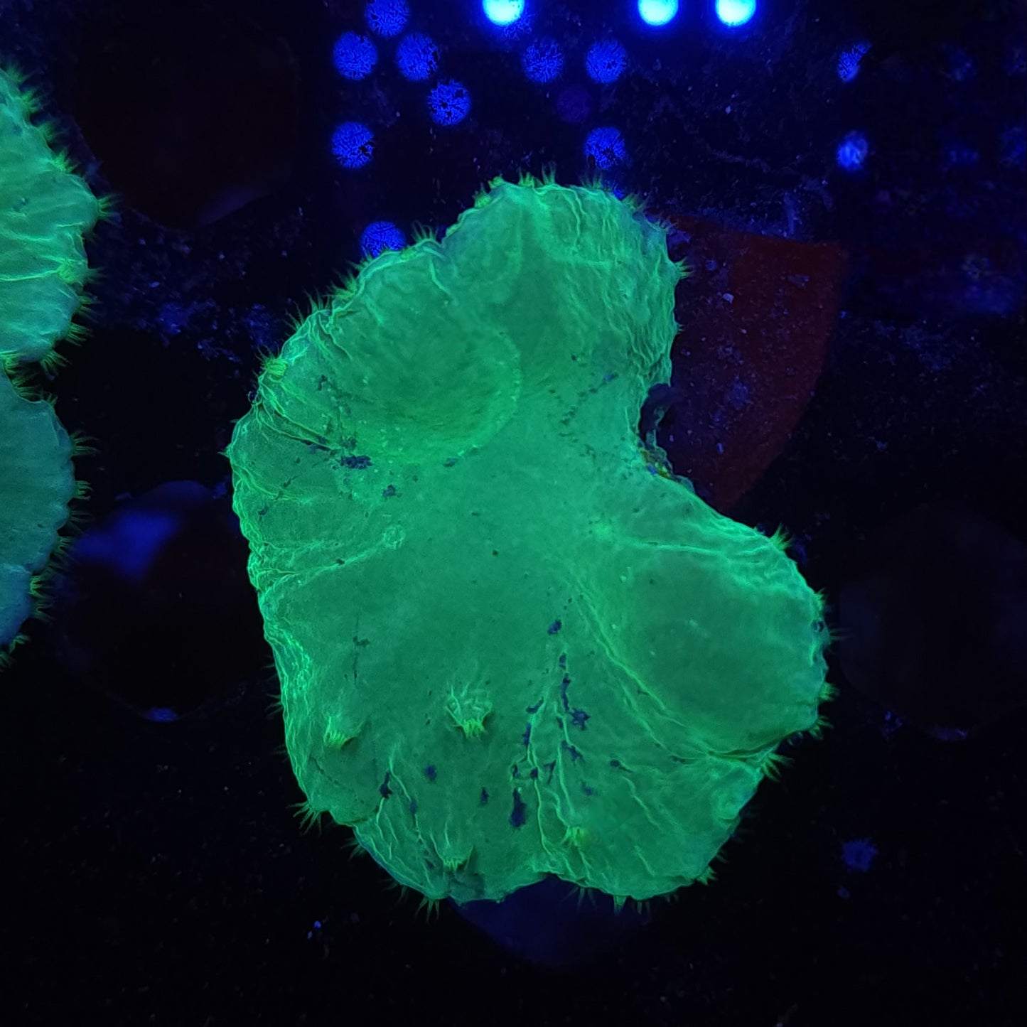 Neon Green Cabbage Leather