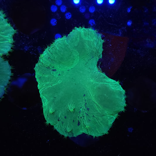 Neon Green Cabbage Leather