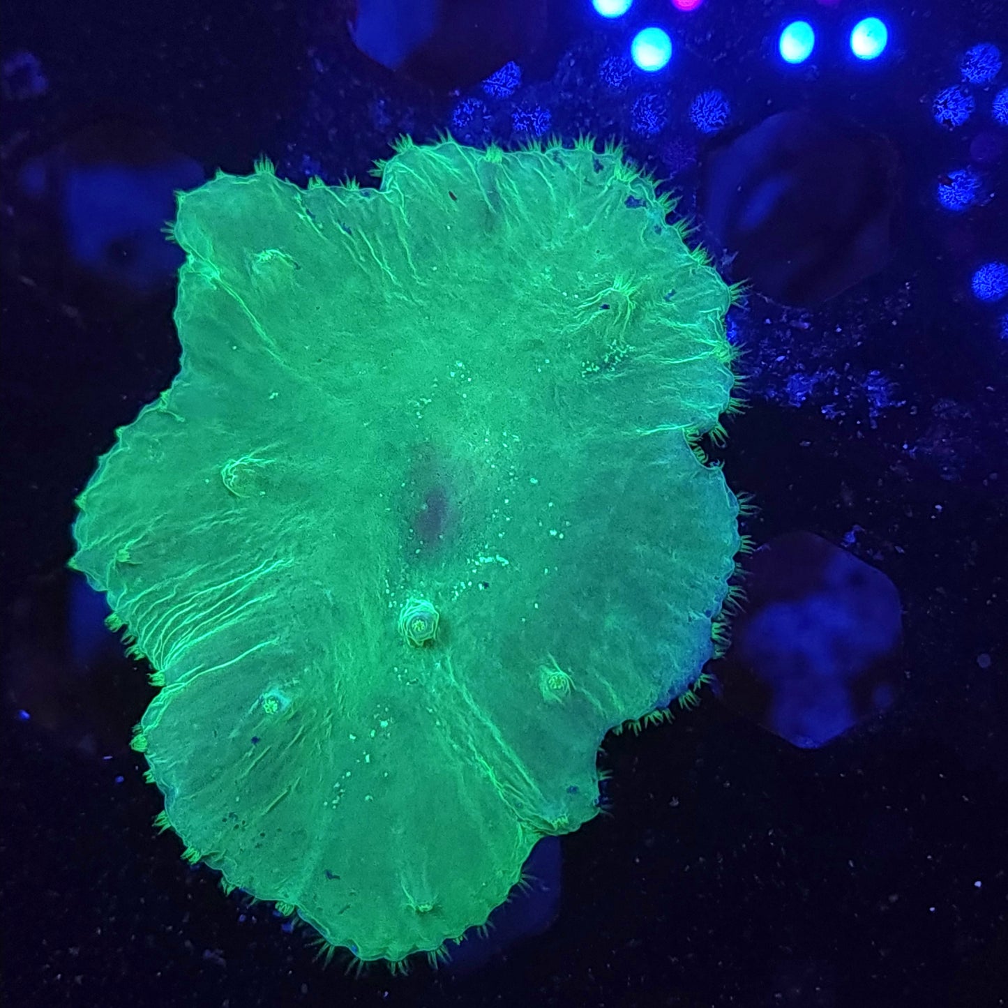 Neon Green Cabbage Leather