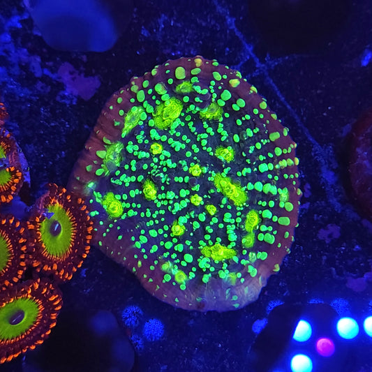 Poison Cocktail Chalice