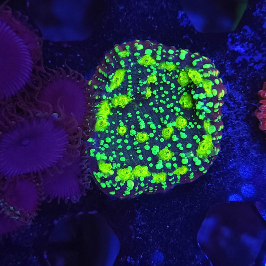 Poison Cocktail Chalice