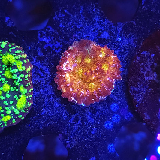 Purple Abyss Chalice