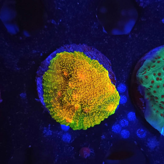 Mummy Eye Morph Chalice