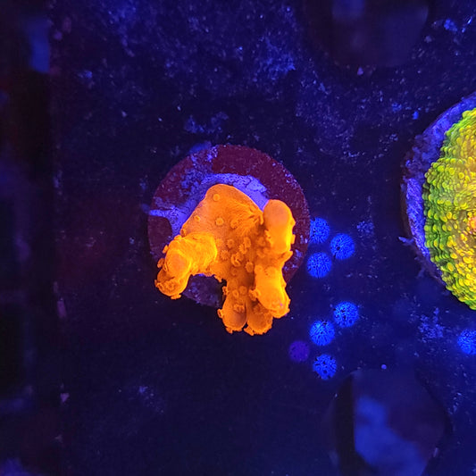 Red Orange Monti Setosa