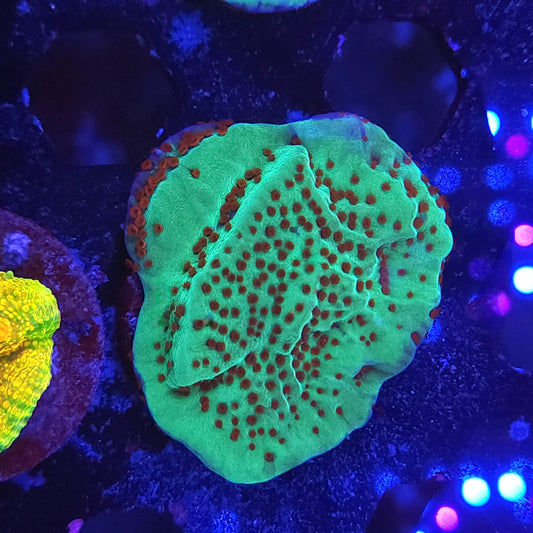 Jedi Mind Tricks Monti