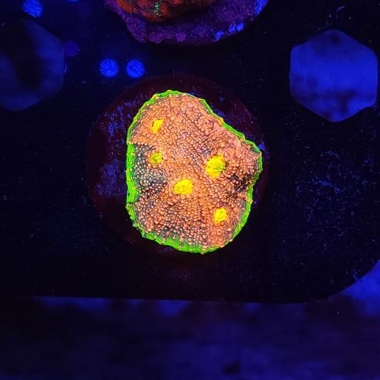 Bright Watermelon Chalice